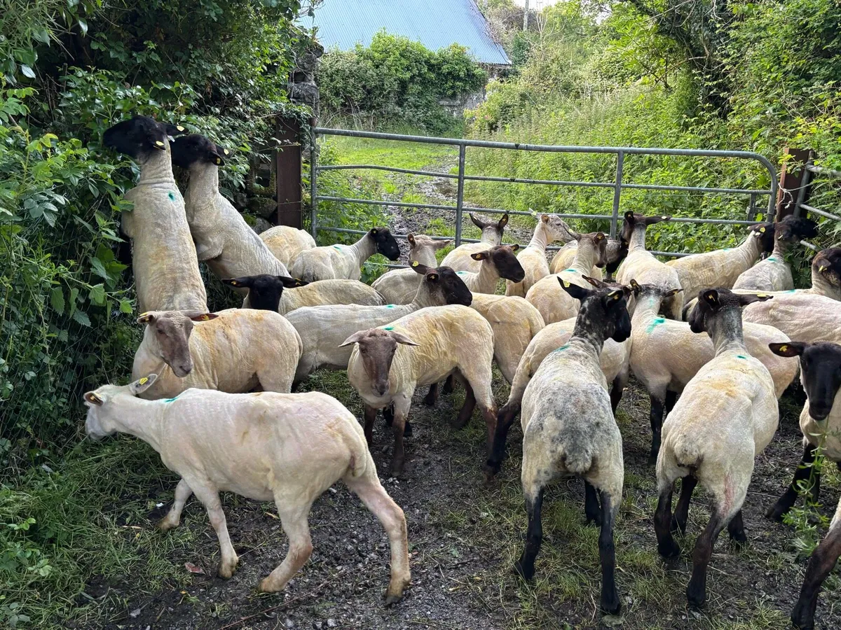 Organic Suffolk Ewe Hoggets - Image 3