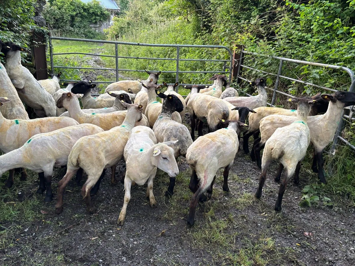 Organic Suffolk Ewe Hoggets - Image 4