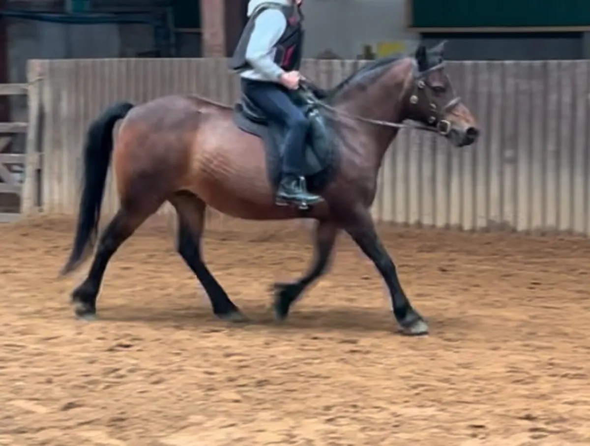 Pony mare/ horse - Image 1