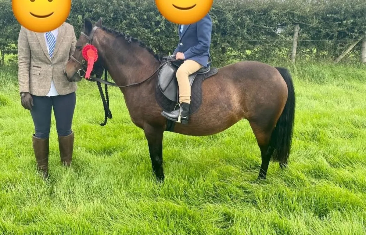 Pony mare/ horse - Image 2