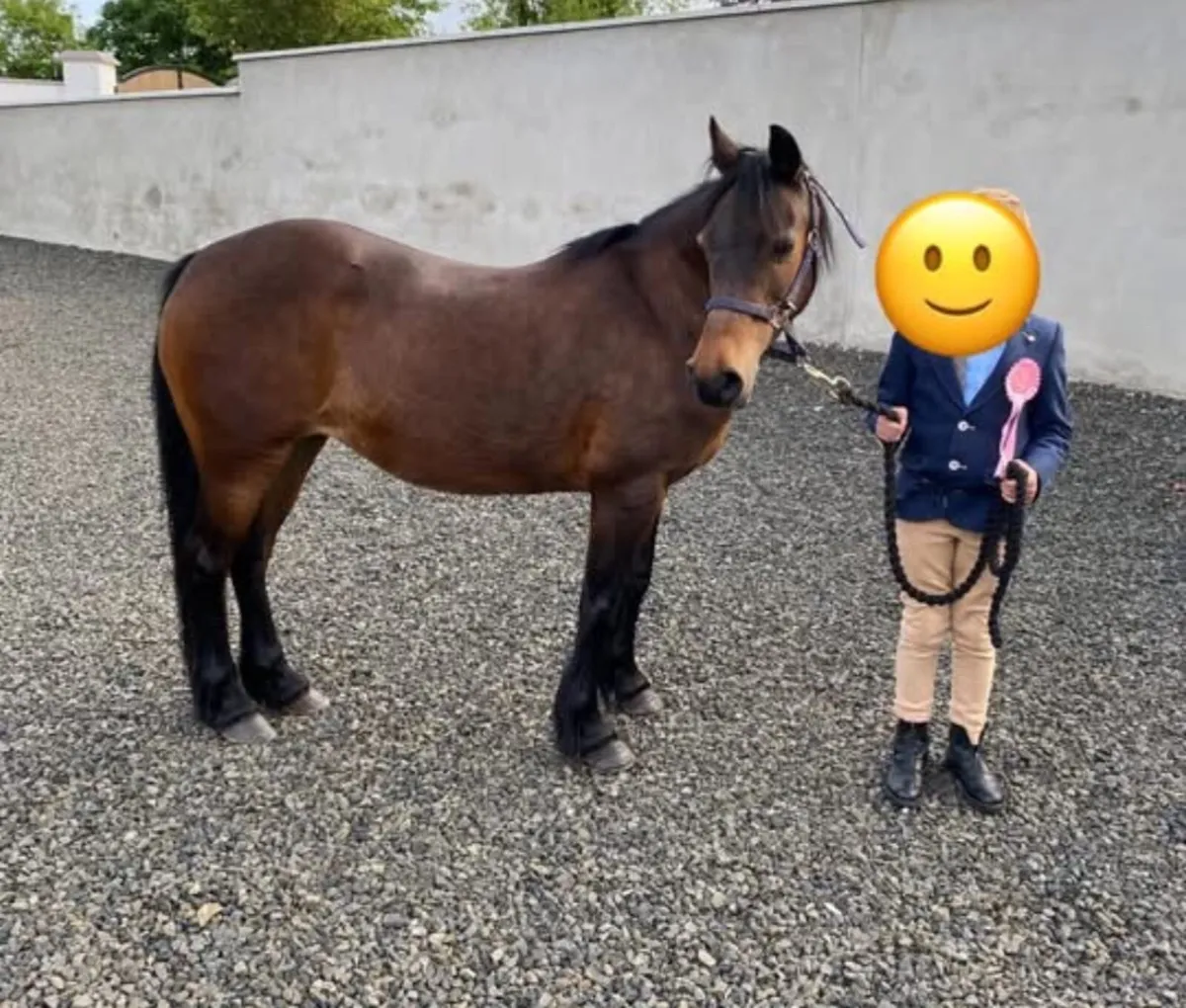 Pony mare/ horse - Image 3