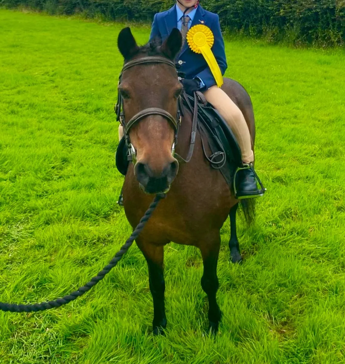 Pony mare/ horse - Image 4