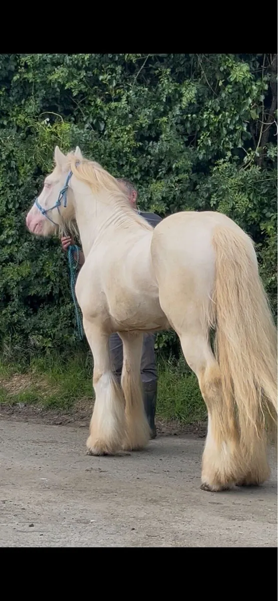 Double Cream Horse at Stud - Image 1