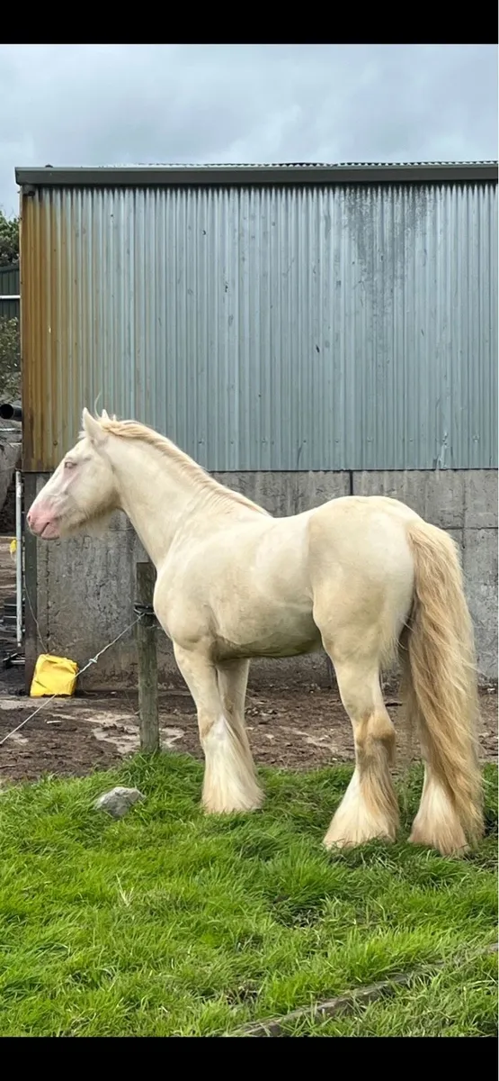 Double Cream Horse at Stud - Image 2
