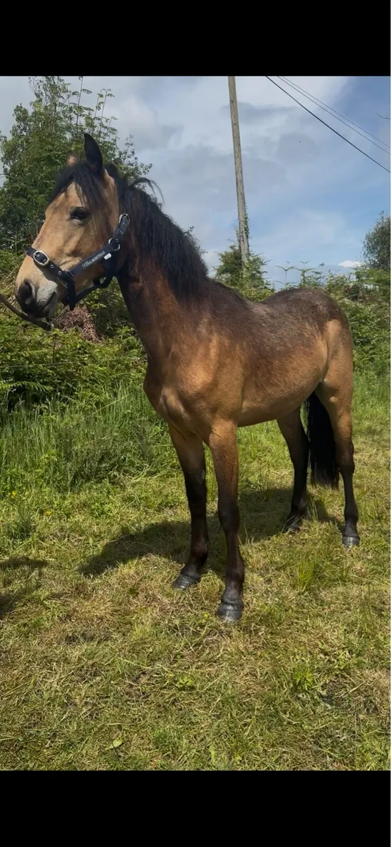 ✨2 yr old Connemara Filly✨ - Image 1