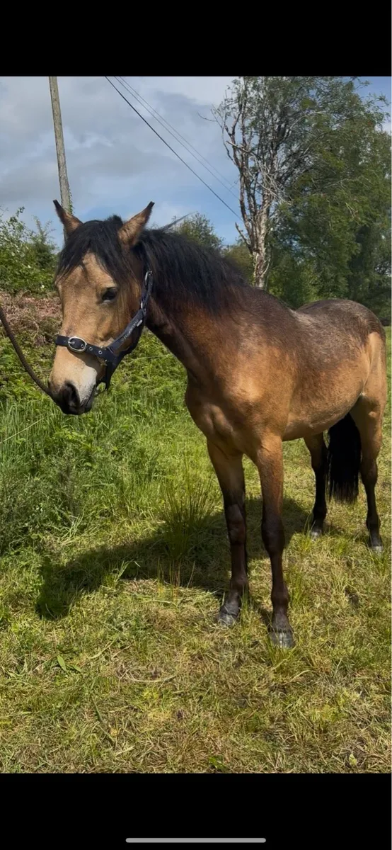 ✨2 yr old Connemara Filly✨ - Image 2