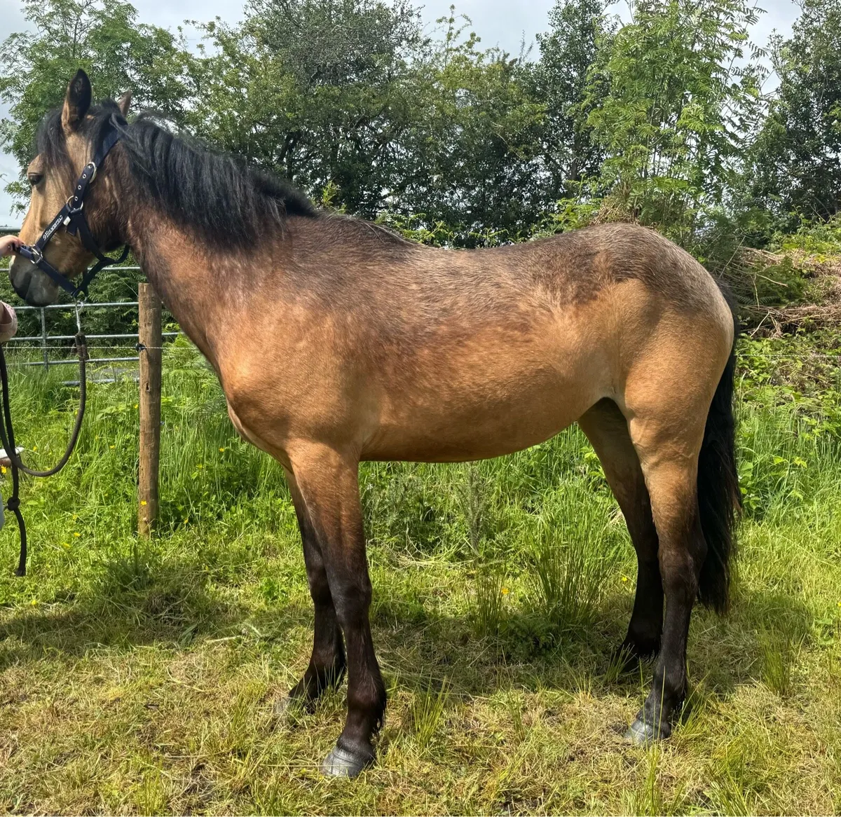 ✨2 yr old Connemara Filly✨ - Image 3