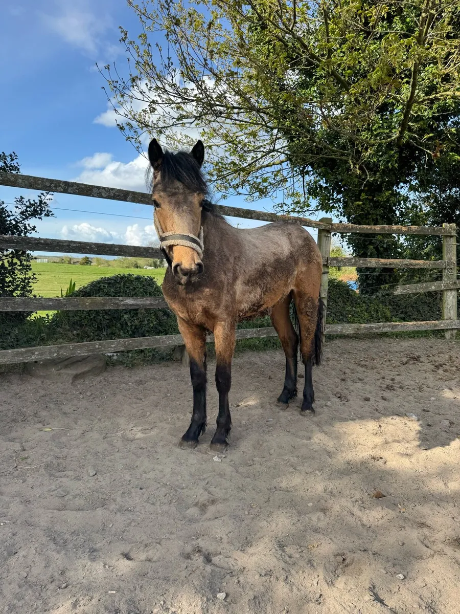 ✨2 yr old Connemara Filly✨ - Image 4
