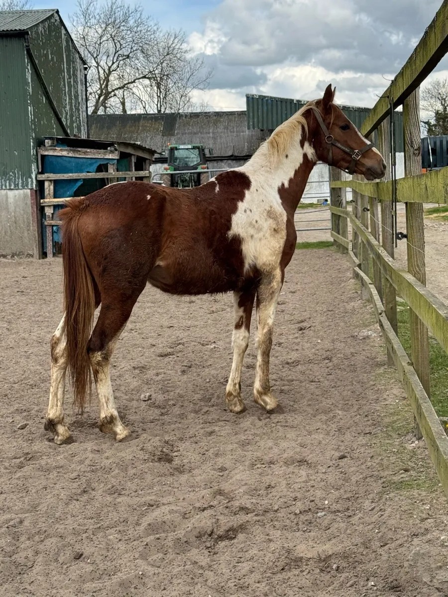 ✨2 yr old Sport horse Colt✨ - Image 1