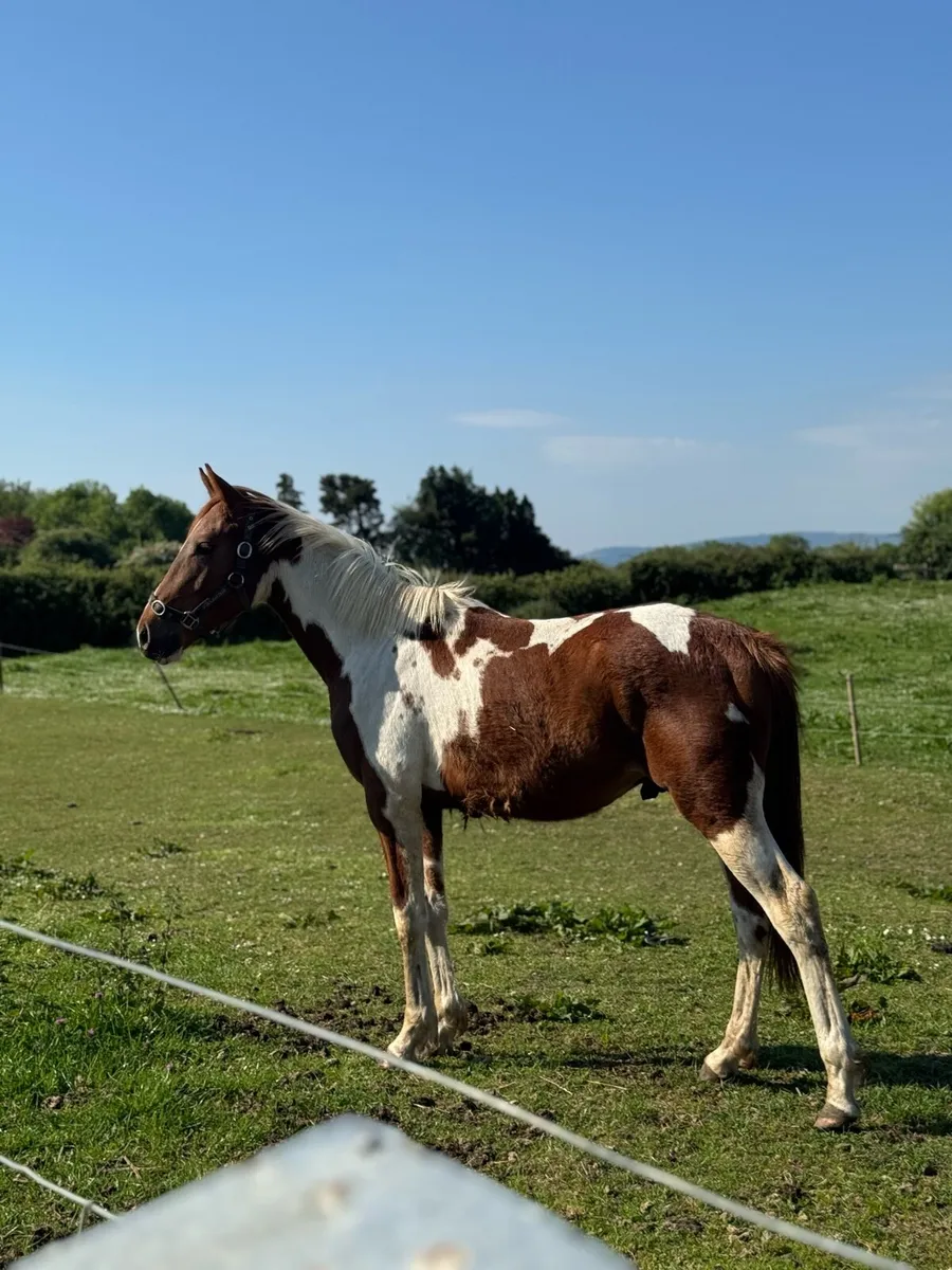 ✨2 yr old Sport horse Colt✨ - Image 2