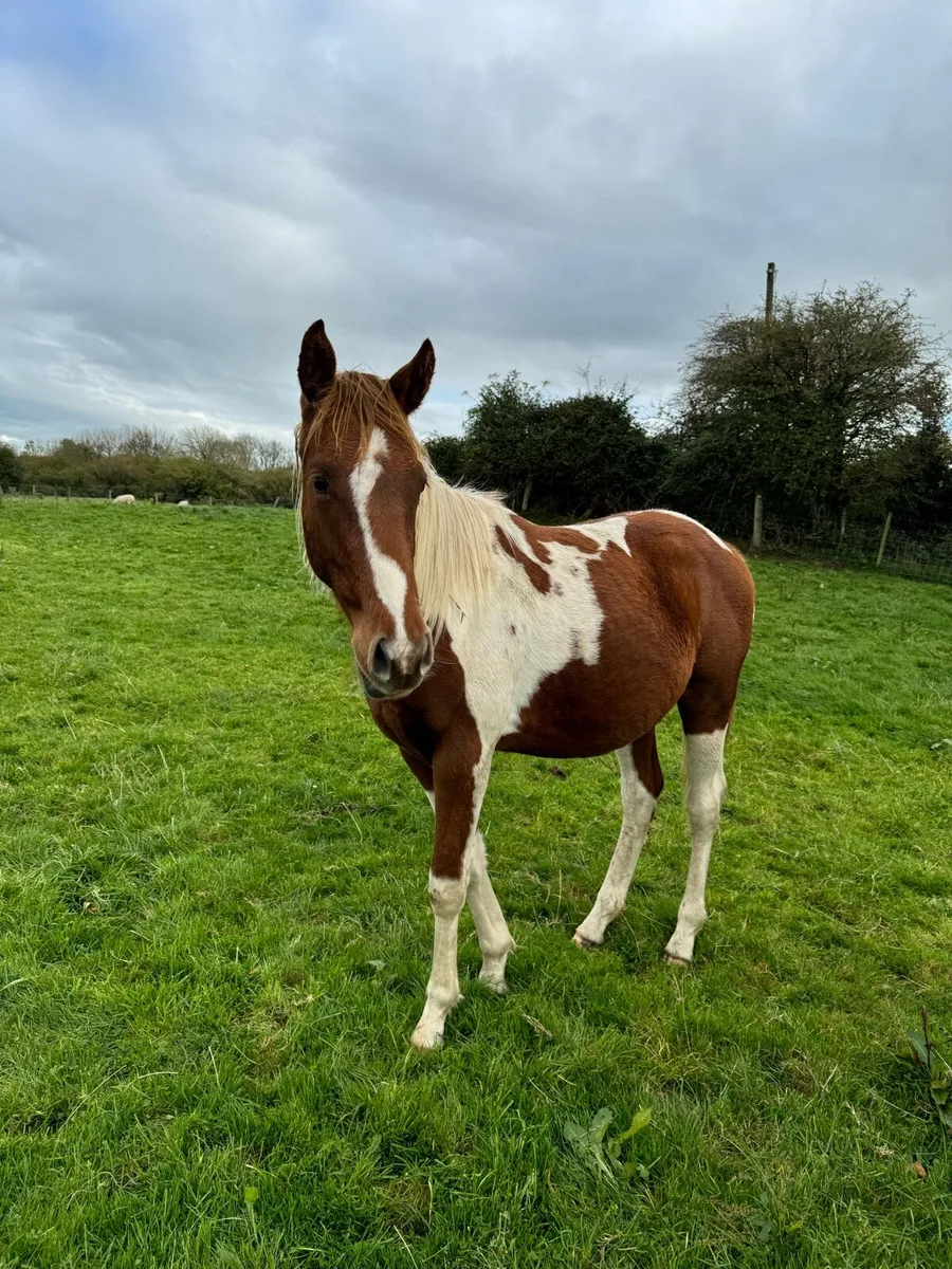 ✨2 yr old Sport horse Colt✨ - Image 3