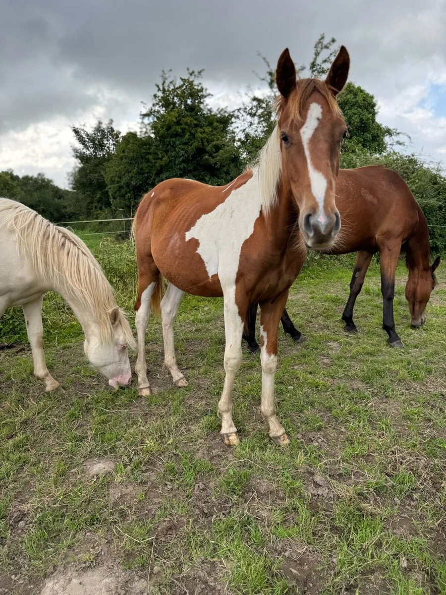 ✨2 yr old Sport horse Colt✨ - Image 4