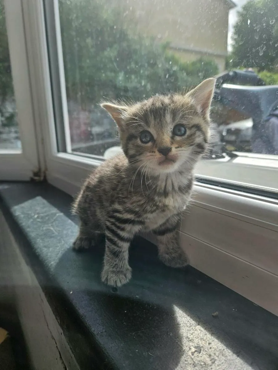 Kittens - Image 1