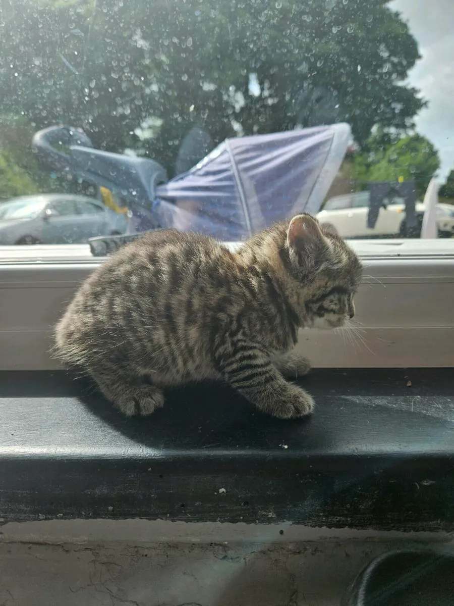 Kittens - Image 2
