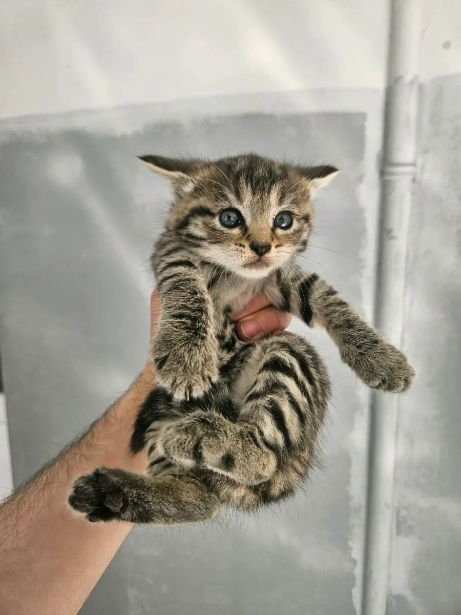 Kittens - Image 3