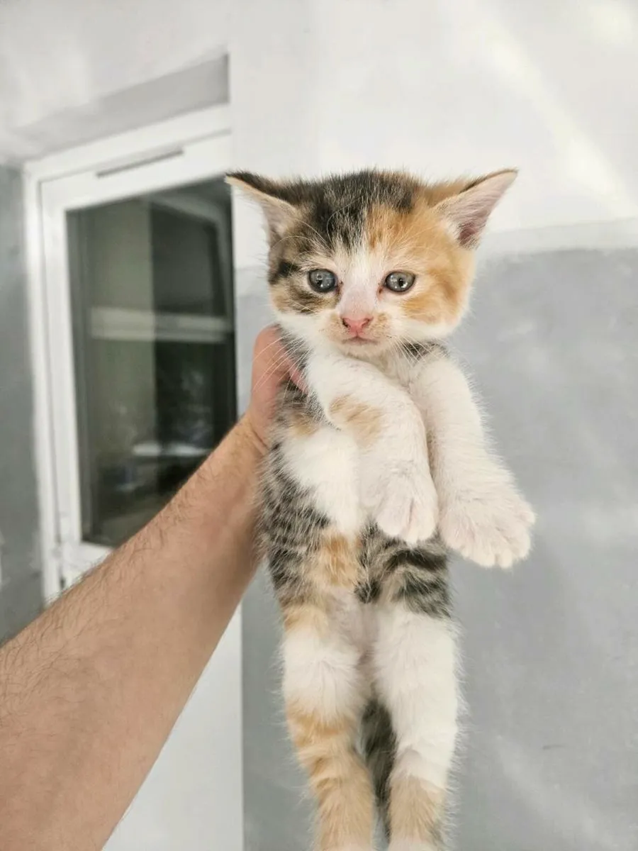 Kittens - Image 4