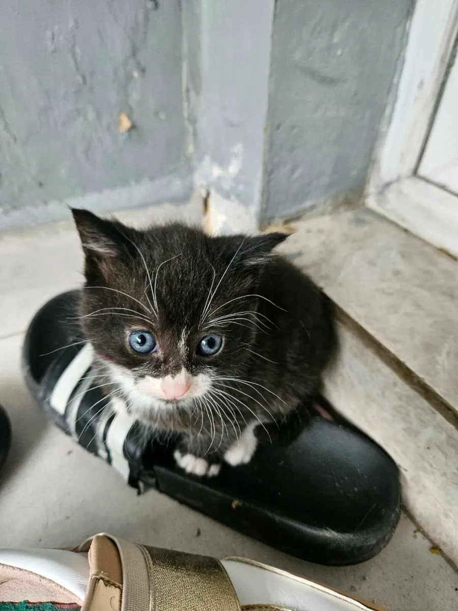 Kittens - Image 4