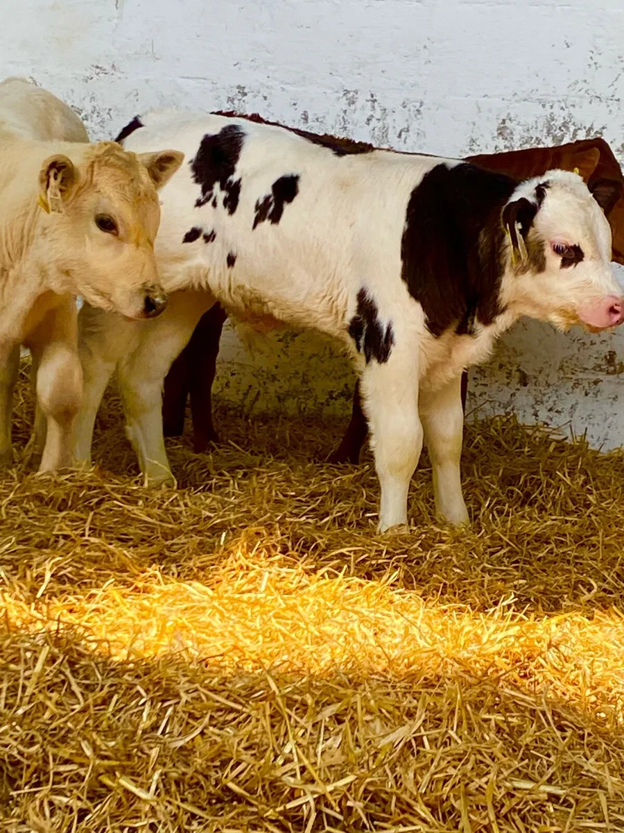 3 TOP QUALITY CONTINENTAL BULL CALVES - Image 1