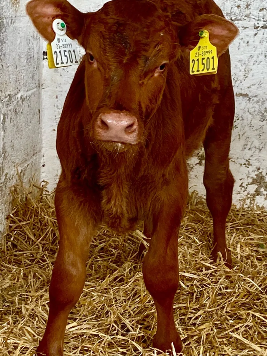 3 TOP QUALITY CONTINENTAL BULL CALVES - Image 2