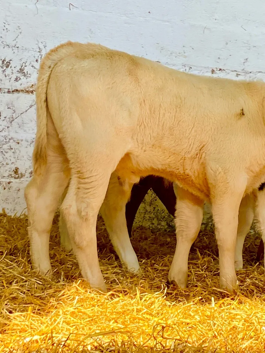 3 TOP QUALITY CONTINENTAL BULL CALVES - Image 3