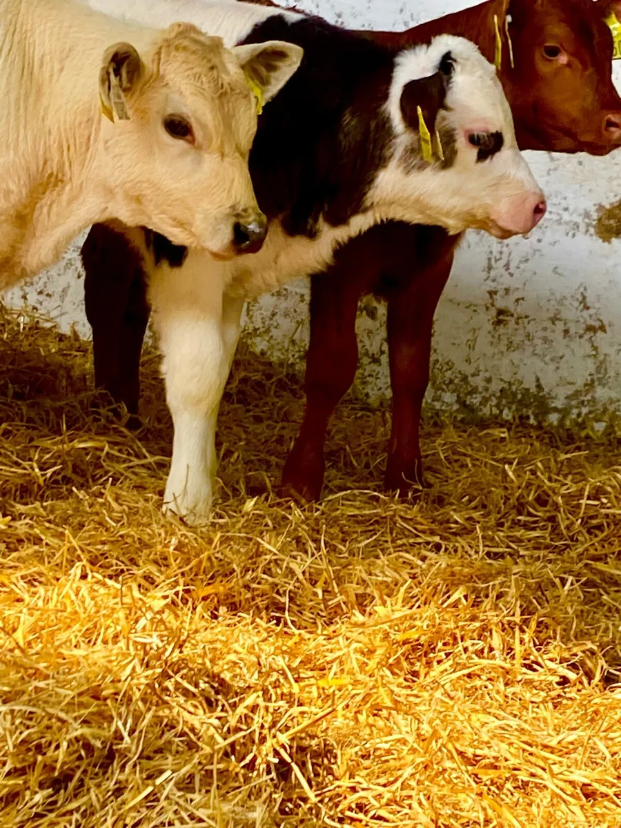 3 TOP QUALITY CONTINENTAL BULL CALVES - Image 4