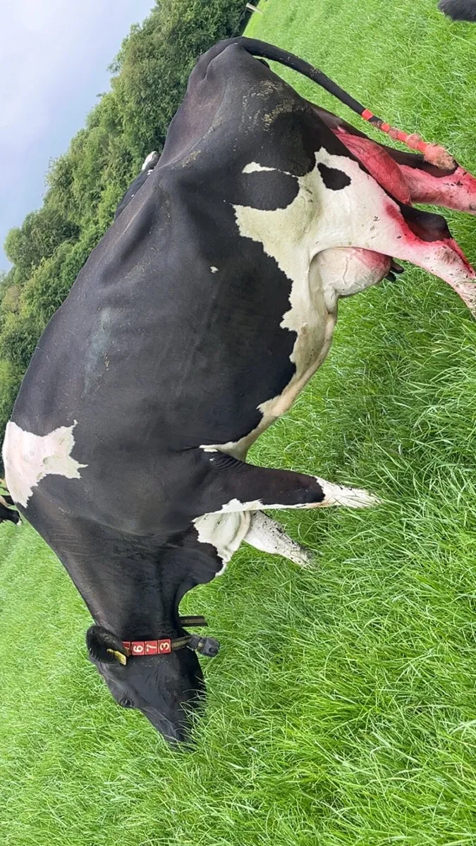 Cow to rear calves - Image 1