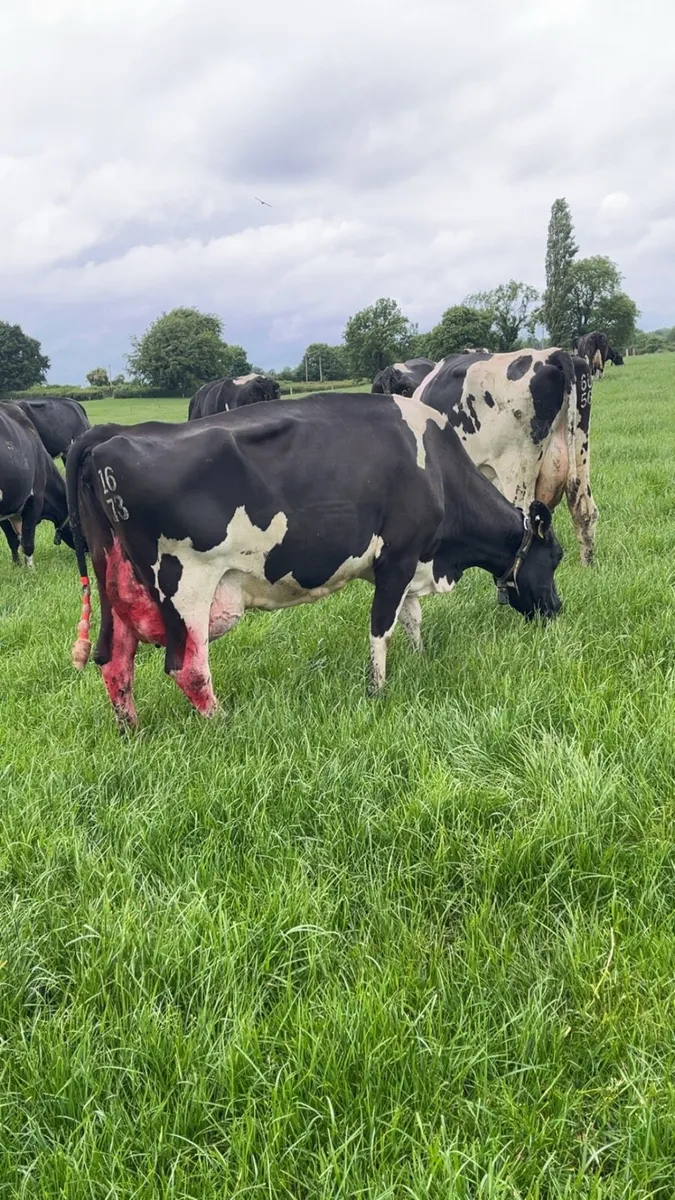 Cow to rear calves - Image 2