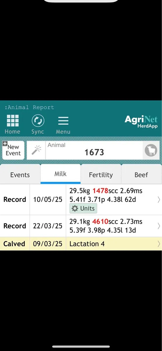 Cow to rear calves - Image 3