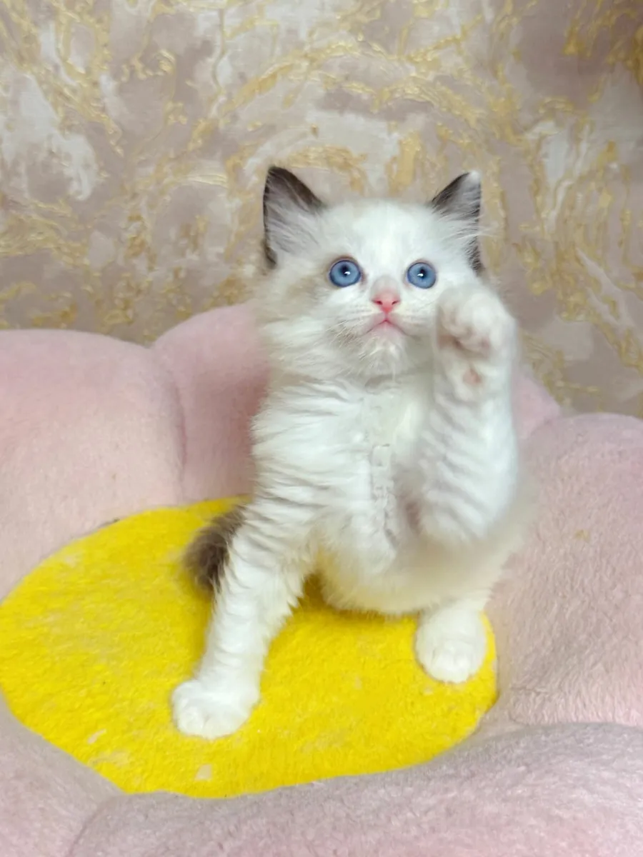 Purebred Ragdoll kittens for sale TICA - Image 1