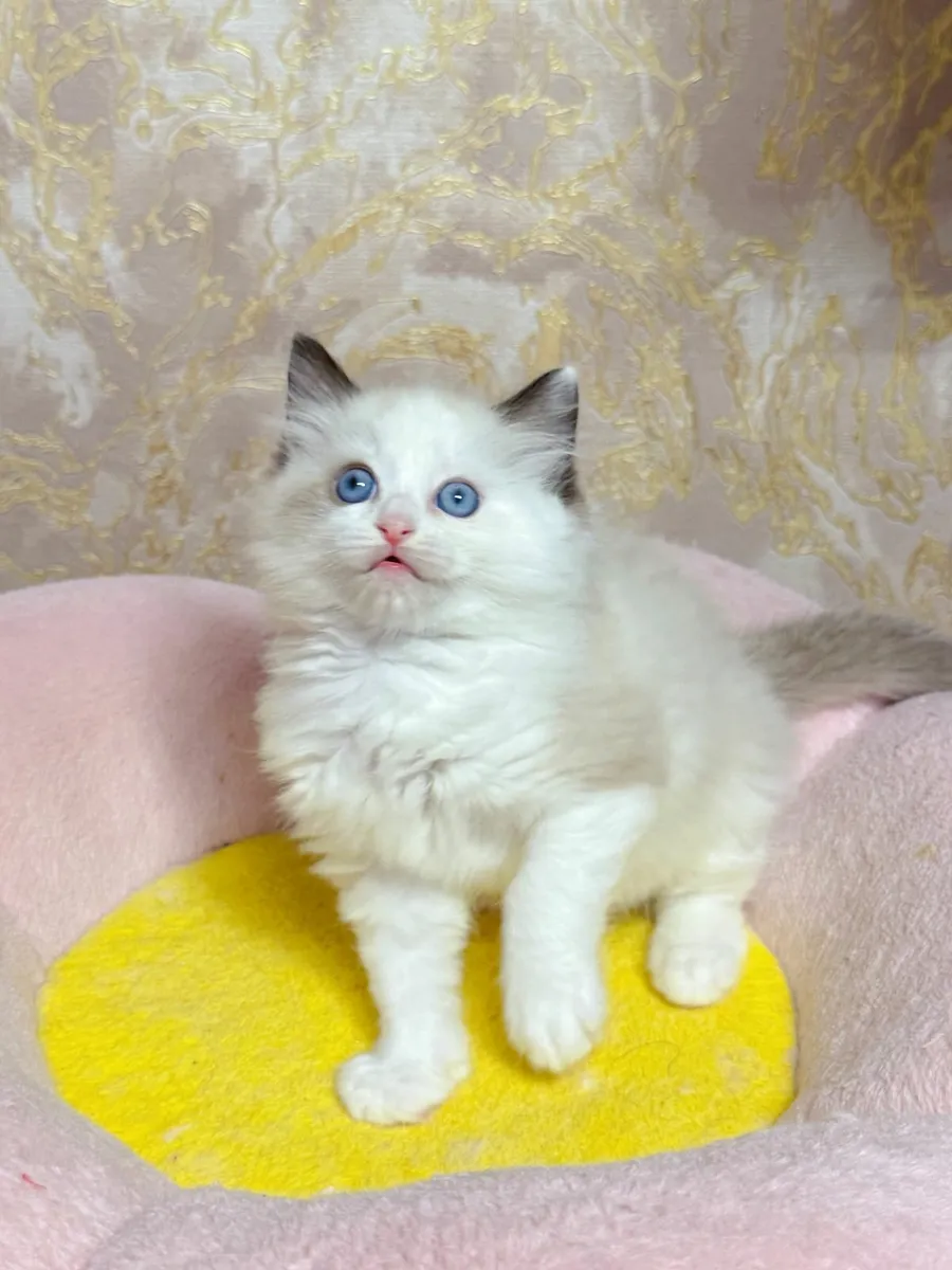 Purebred Ragdoll kittens for sale TICA - Image 2