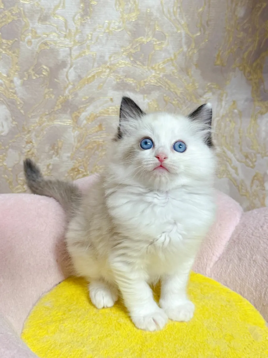 Purebred Ragdoll kittens for sale TICA - Image 3