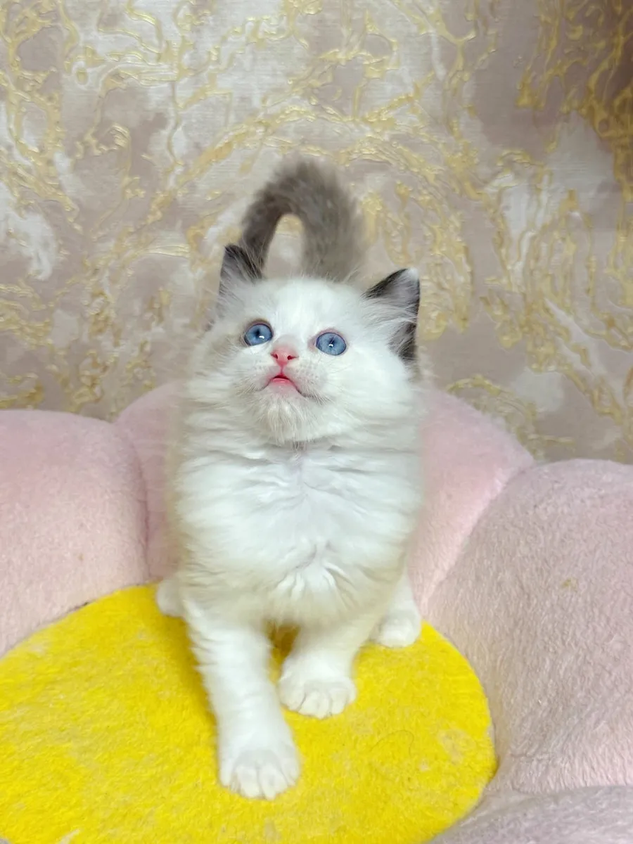 Purebred Ragdoll kittens for sale TICA - Image 4