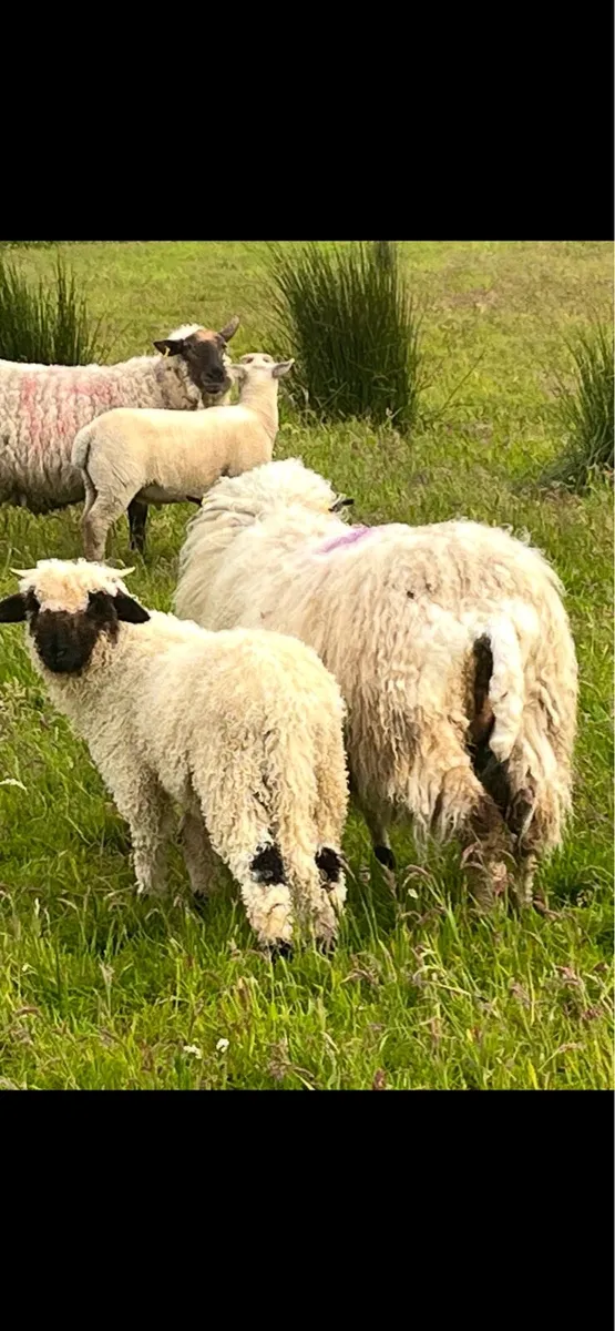 Valais Blacknose ewe and lamb - Image 2