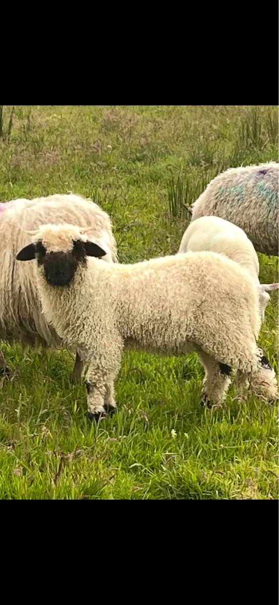 Valais Blacknose ewe and lamb - Image 3