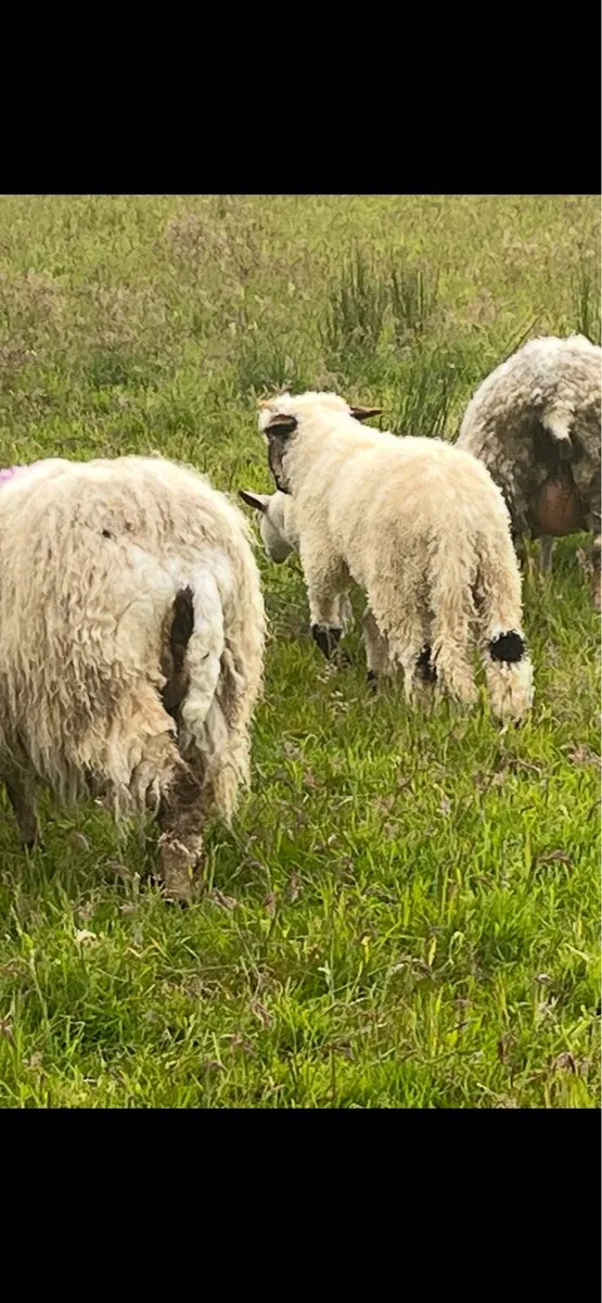 Valais Blacknose ewe and lamb - Image 4