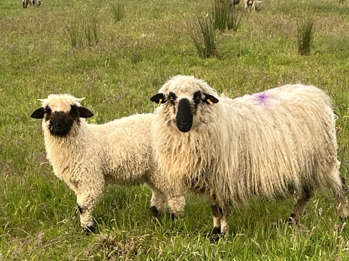 Valais Blacknose ewe and lamb - Image 1