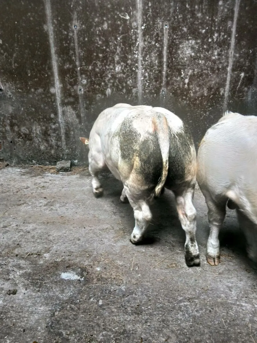 Bull - Image 2