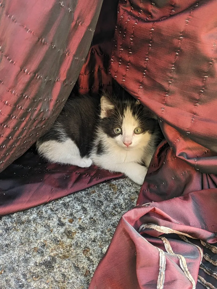 Kittens