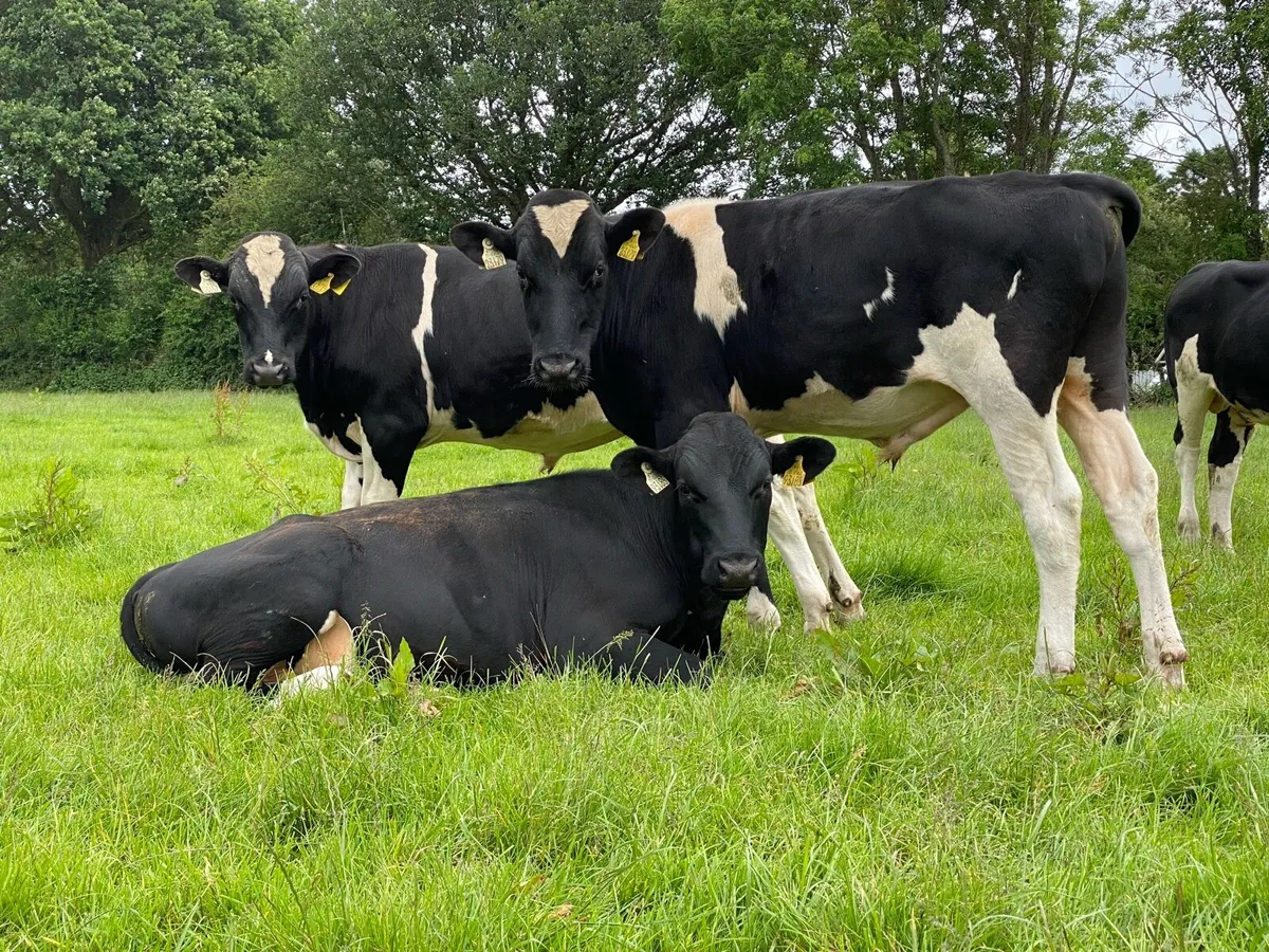 High EBI Friesian bulls - Image 1