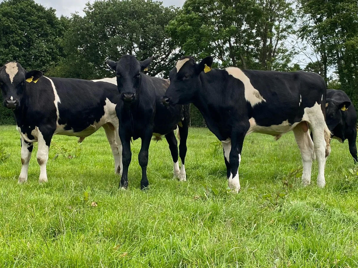 High EBI Friesian bulls - Image 2