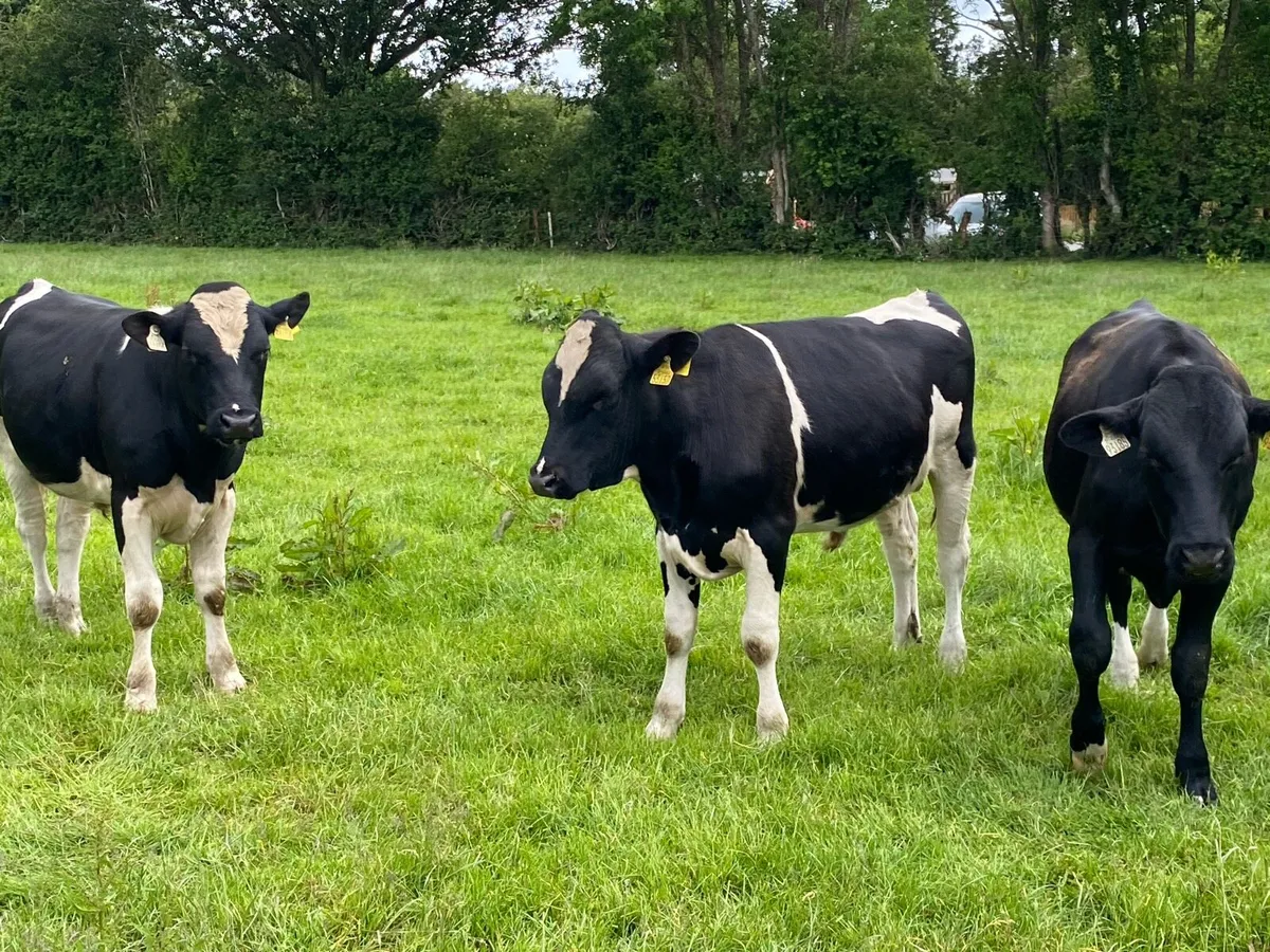 High EBI Friesian bulls - Image 3