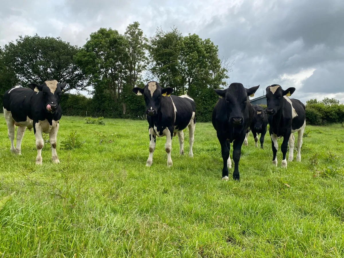 High EBI Friesian bulls - Image 4