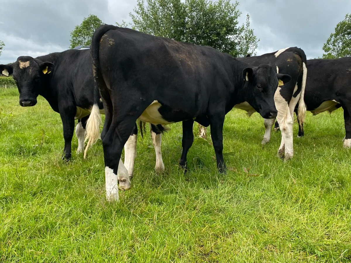 High EBI Friesian bulls - Image 4