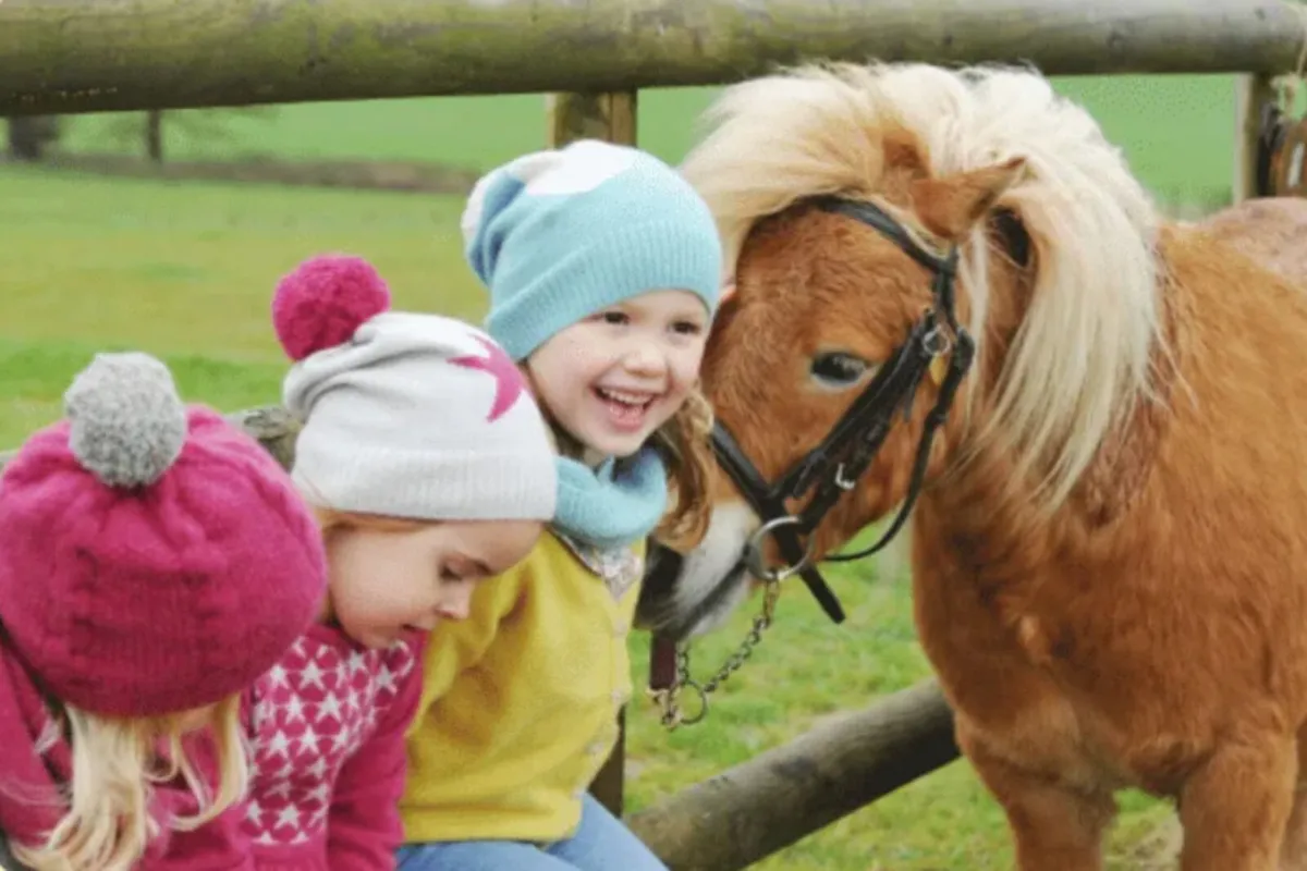 Shetland Pony Party - Image 1