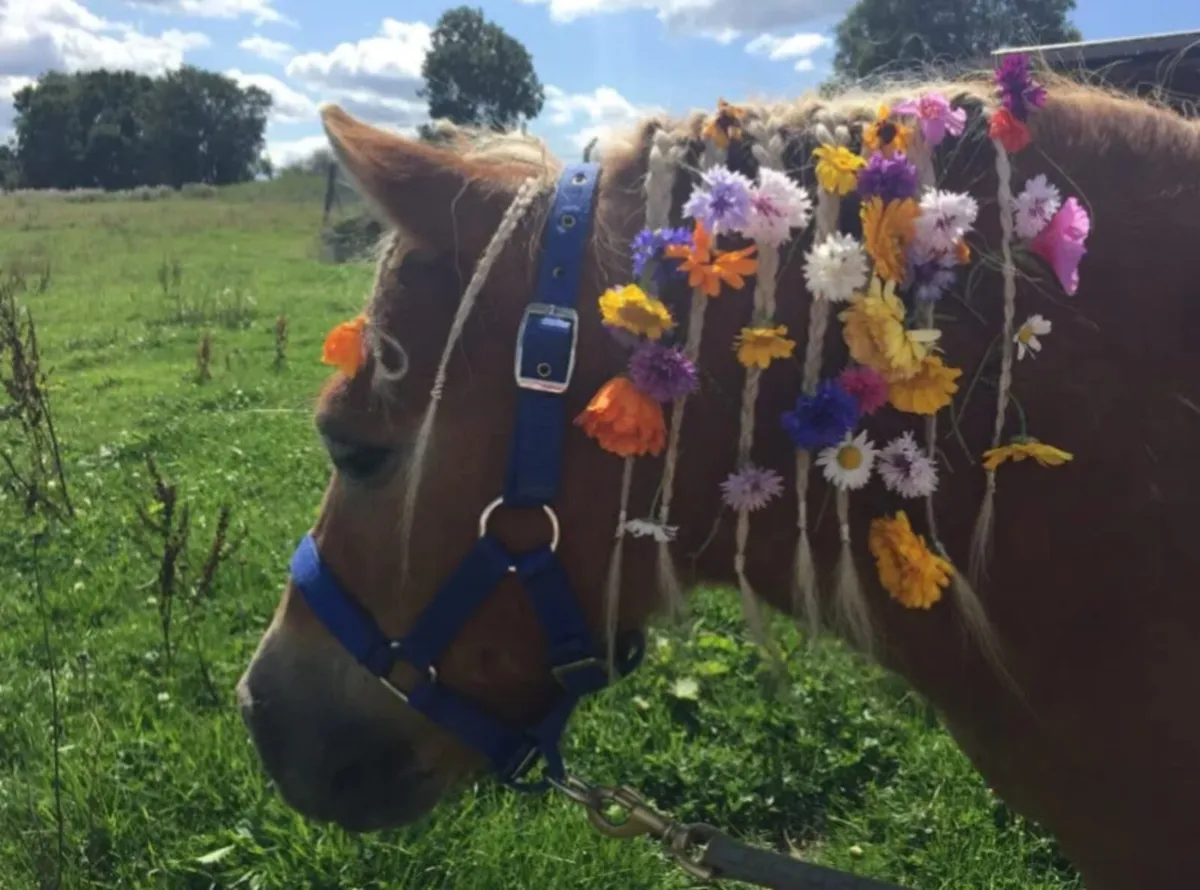 Shetland Pony Party - Image 2