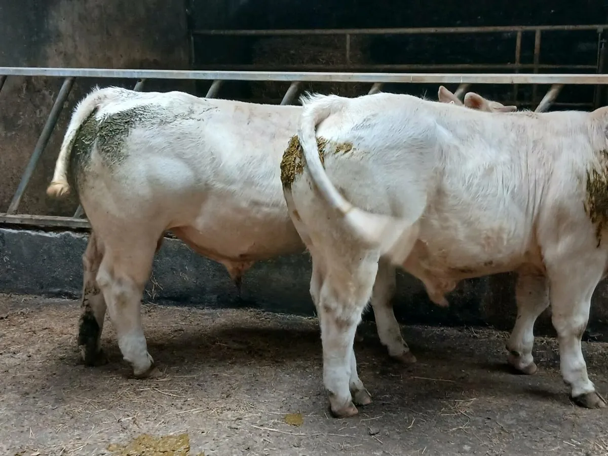Bull - Image 1
