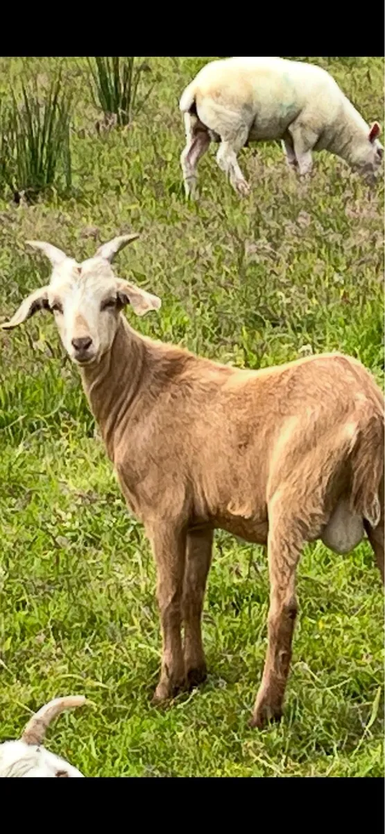 Kid Goats - Image 3