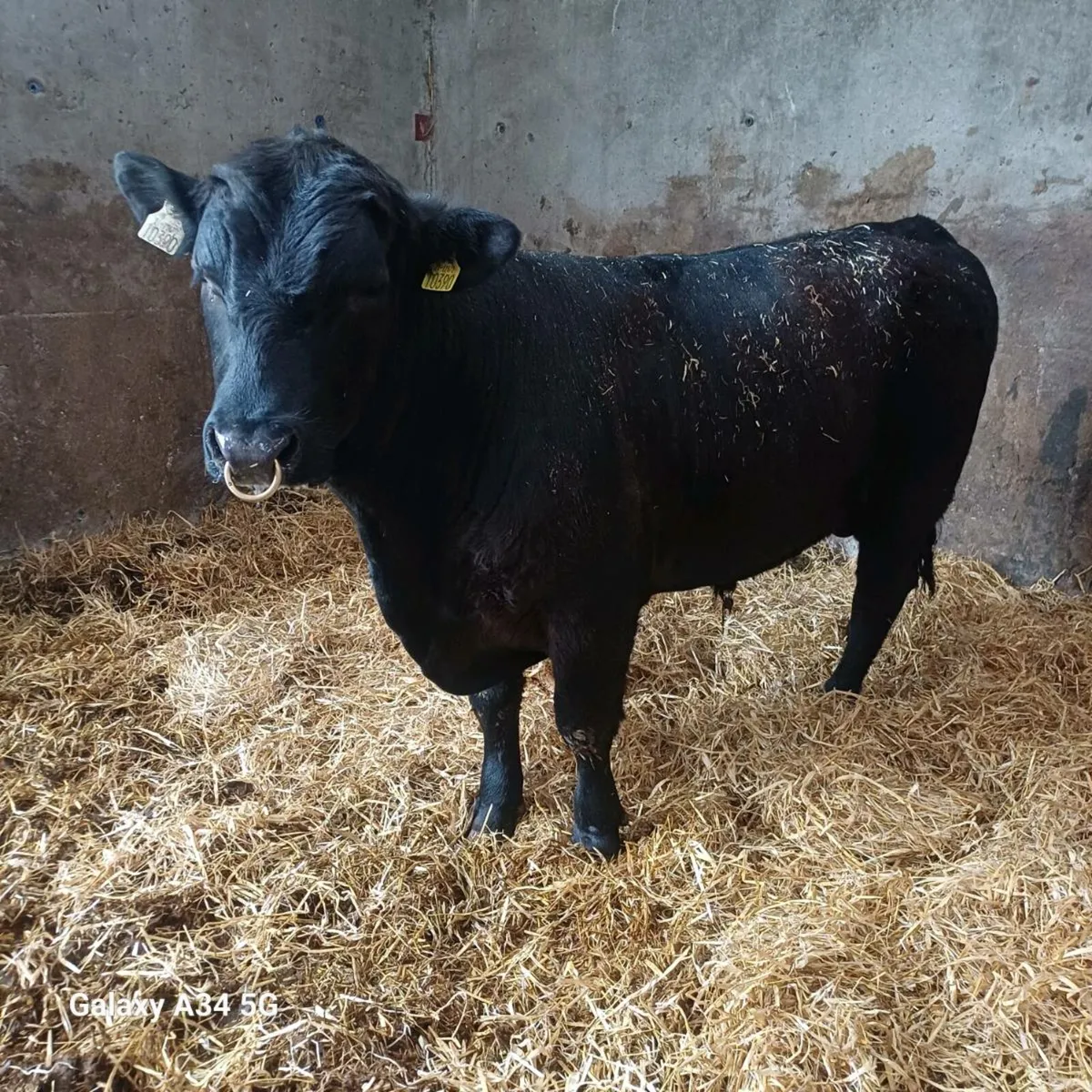 Angus bull - Image 1