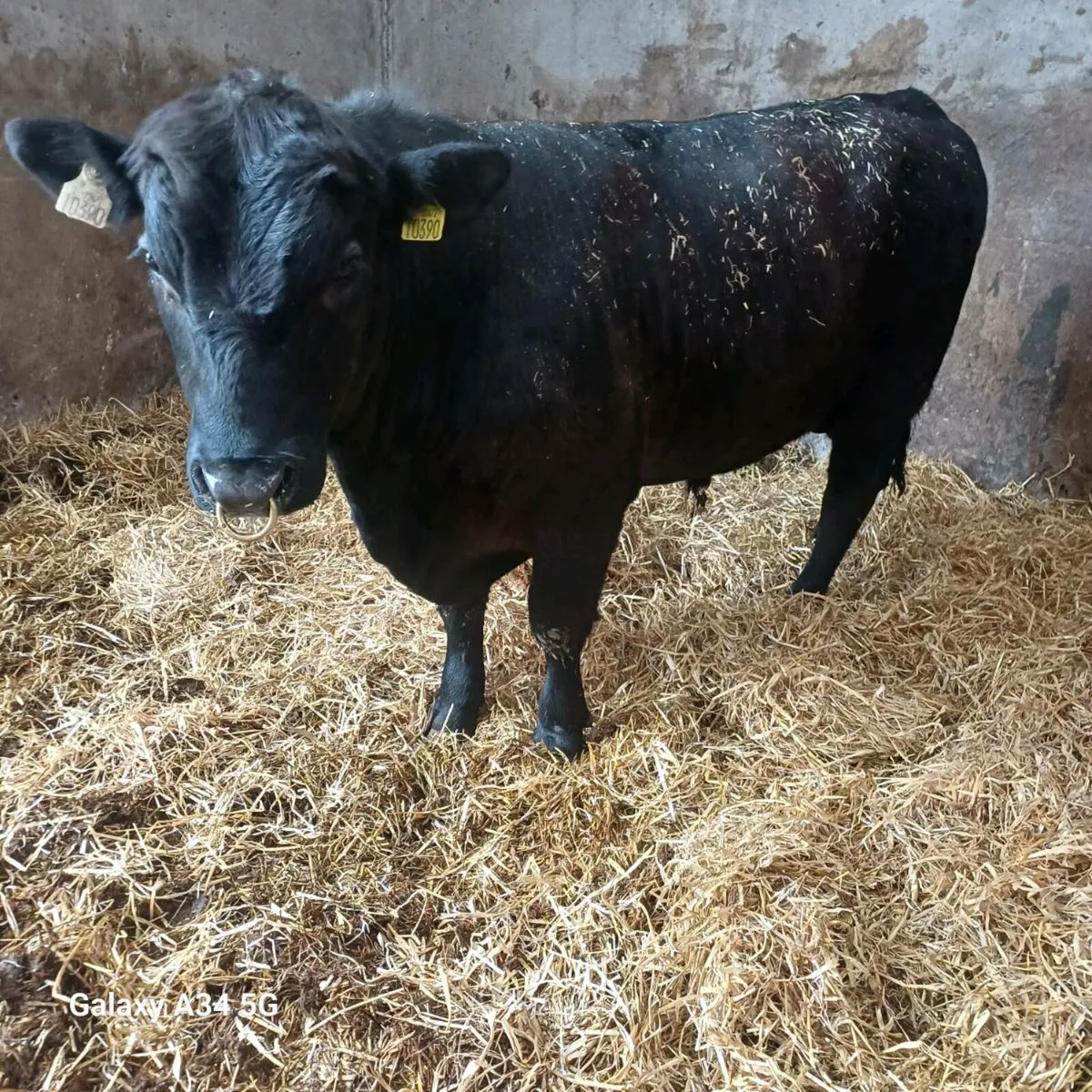 Angus bull - Image 2