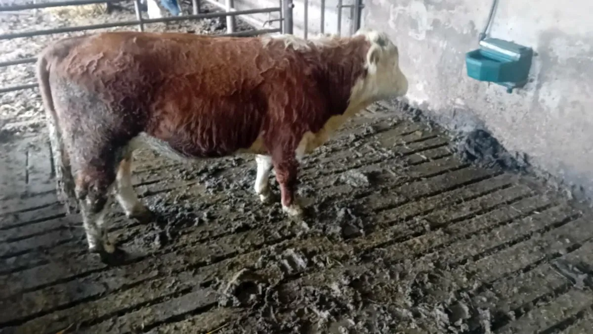 Pbnr Hereford bull. - Image 2